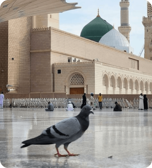 المدينة المنورة: حولة مزارات المدينىة المنورة بدون مرشد